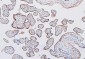 Anti-COMT Antibody Picoband™ (monoclonal, 15C10)